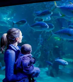 Kelly Tarltons Discount Tickets &  Deals | SEA LIFE Kelly ...