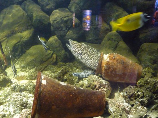 discount vouchers weston super mare seaquarium