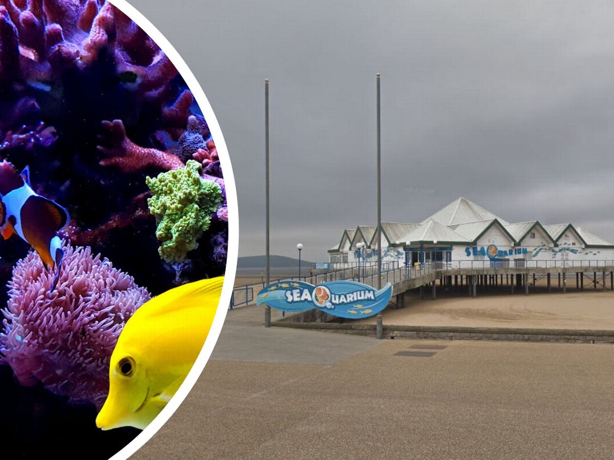discount vouchers weston super mare seaquarium