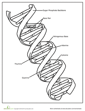 DNA | Worksheet 