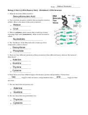 DNA Worksheet.pdf - Madison Shuemaker Name: BiologyI:Unit2 ...
