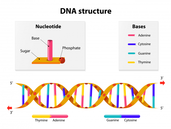Explain the Structure of DNA Worksheet - EdPlace