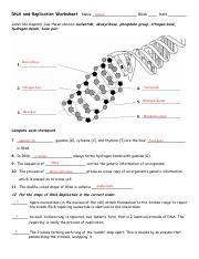 dna and genes worksheet answers