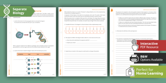 DNA Structure and the Genome | GCSE Biology | Beyond