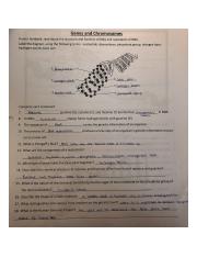 dna and genes worksheet