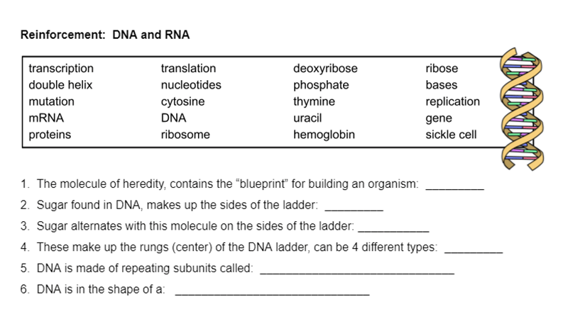 Reinforcement: DNA, RNA, and Sickle Cell