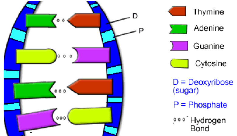 dna coloring worksheet answers