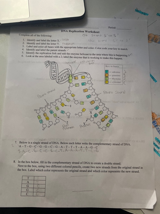 Solved Hellesse ah vertanian Period: DNA Replication | Chegg.com