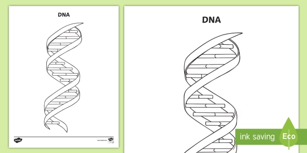 DNA Structure Coloring Activity (teacher made) - Twinkl