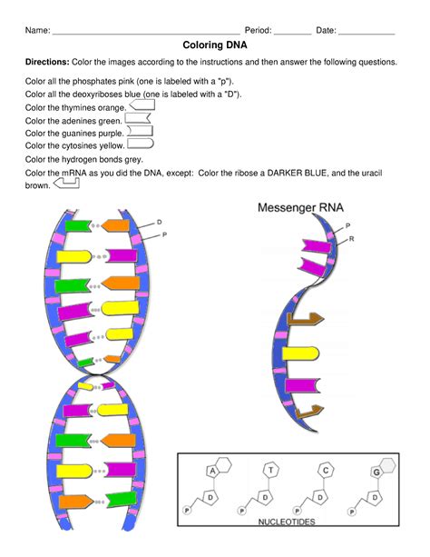 Dna Color Worksheet