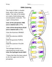 dna double helix coloring worksheet