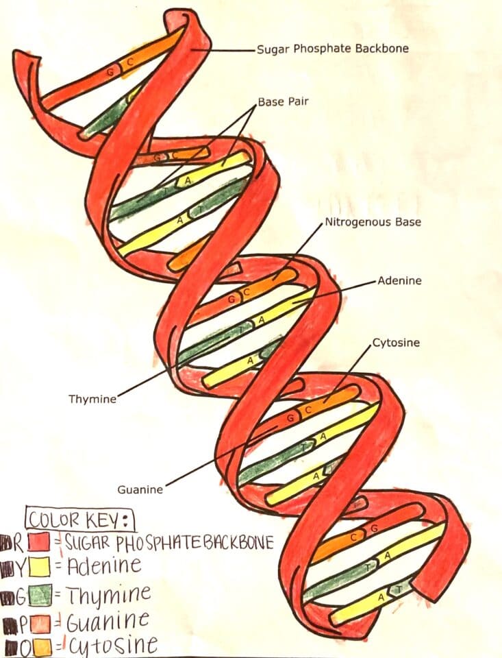 dna double helix coloring worksheet