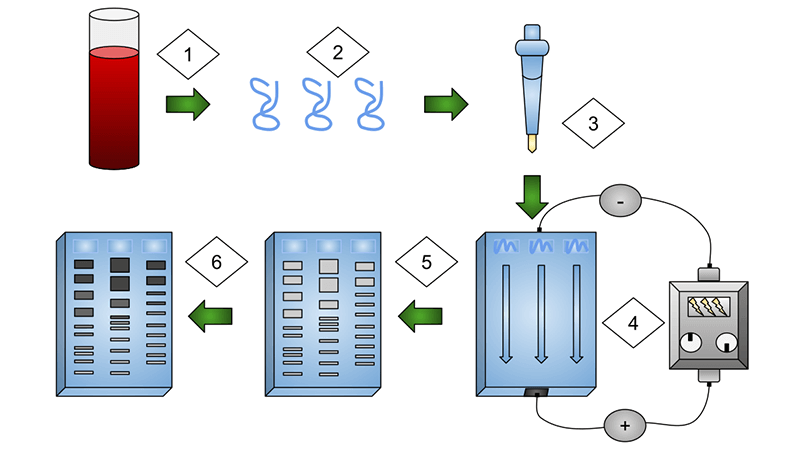 dna fingerprint worksheet