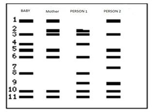 dna fingerprint worksheet