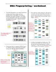 dna fingerprint worksheet