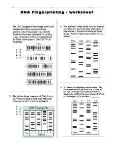 dna.fingerprinting.worksheet-1 | Mrs. Harris