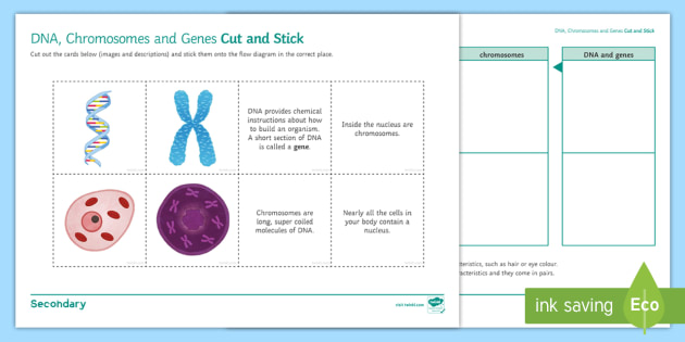 dna for kids worksheet