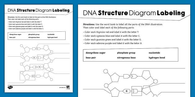 dna for kids worksheet