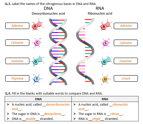 dna for kids worksheet
