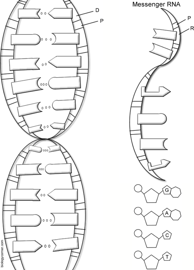 dna for kids worksheet