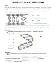 dna molecule and replication worksheet