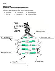 Ch11 DNA worksheet 1 1 .docx.pdf - Name: Unit 12 - DNA Worksheet ...
