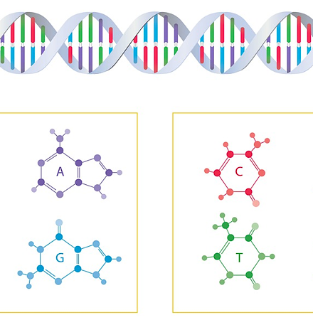 dna molecule and replication worksheet