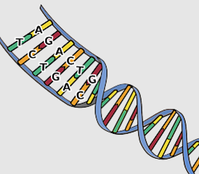DNA Replication | Definition, Models &  Experiments - Lesson ...