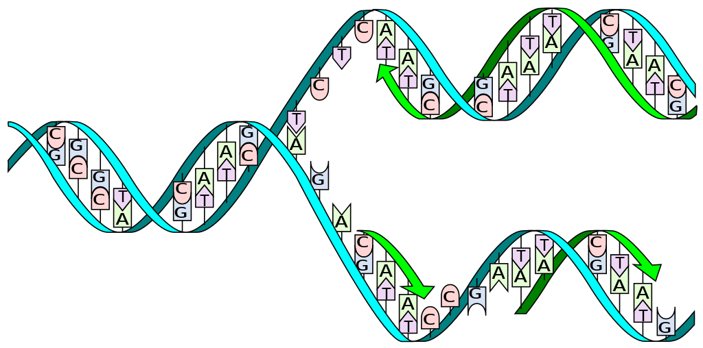 Major Enzymes | Biology for Majors I