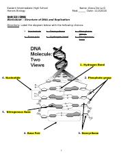 Worksheet - DNAStrucutureandReplication.doc - Eastern Intermediate ...