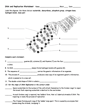 dna molecule and replication worksheet