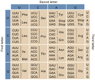 Genetic Code &  How to Read a Codon Chart - Lesson | Study.com