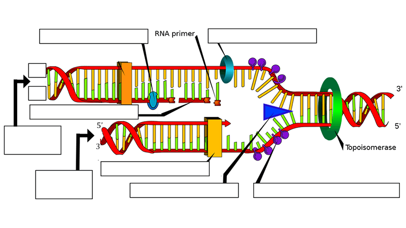 dna replication activity worksheet