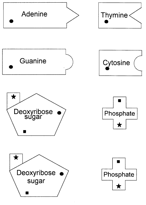 DNA Replication Lab - BIOLOGY JUNCTION