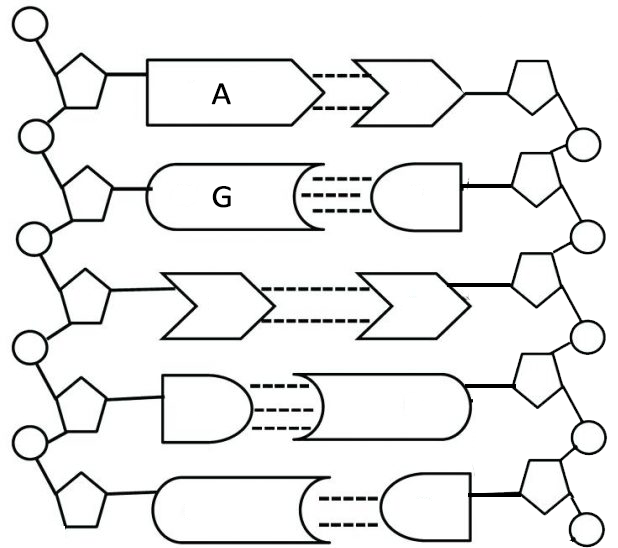 Review the Structure of DNA