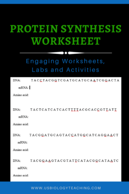 DNA Replication worksheet Archives - USBiologyTeaching.com