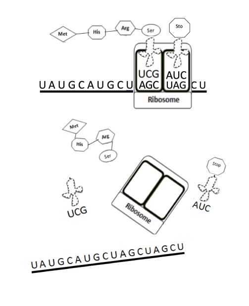 dna rna proteins starts with worksheet answers
