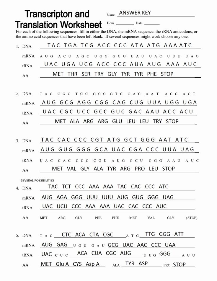 Protein Synthesis Transcription And Translation Worksheet Answers ...
