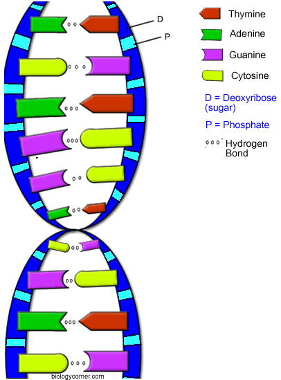 dna the double helix coloring worksheet colored