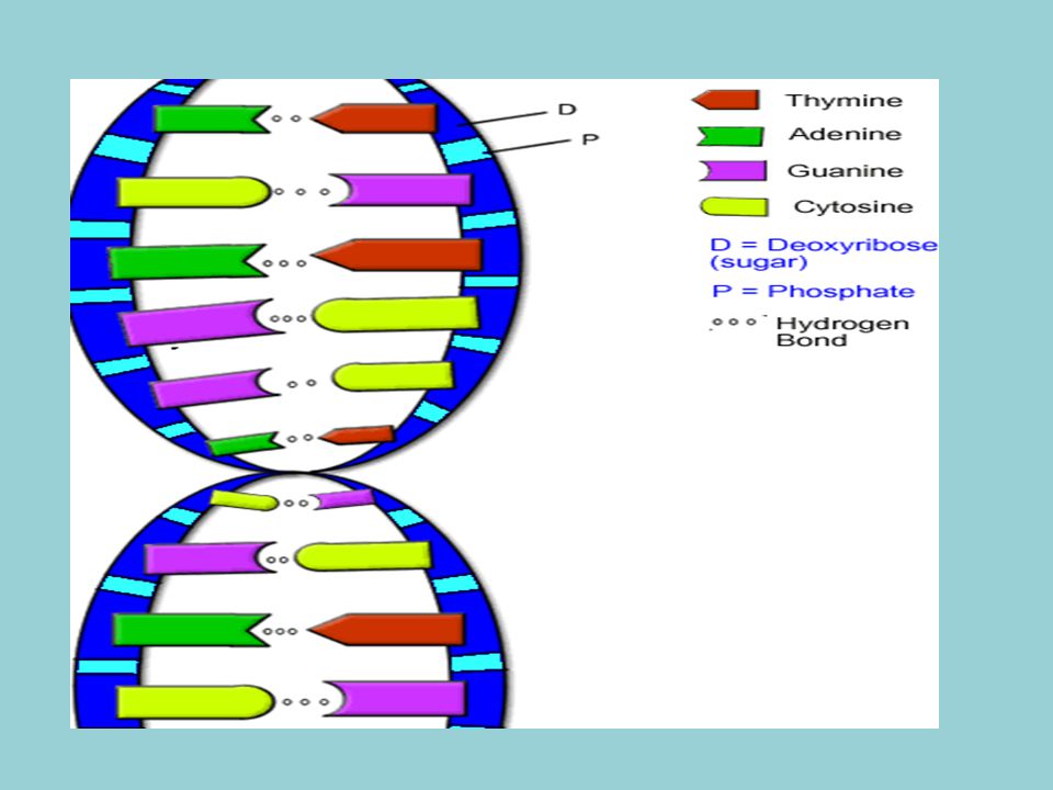 dna the double helix coloring worksheet colored