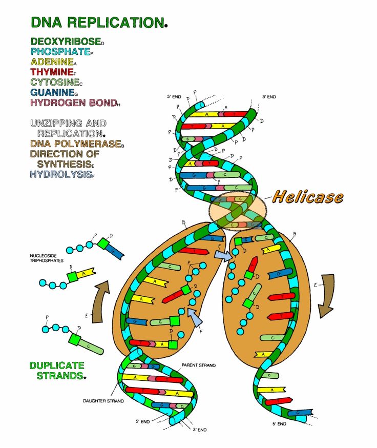 dna the double helix worksheet answers