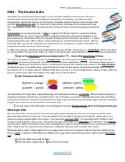 dna the double helix worksheet