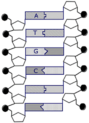 dna the molecule of heredity worksheet answers