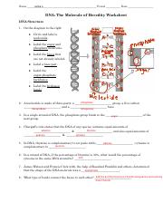 dna the molecule of heredity worksheet