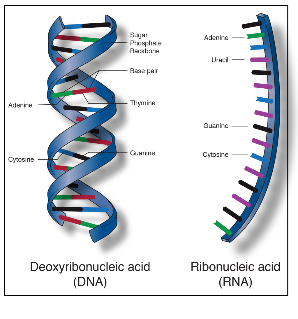 Molecular Basis of Heredity - High School Science - Online Science ...