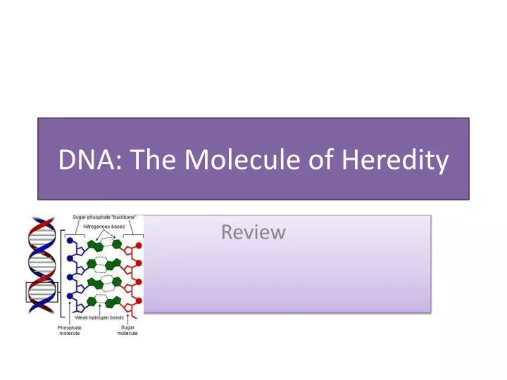 DNA: The Molecule of Heredity Worksheets Library DNA: The Molecule of Heredity Worksheets Library