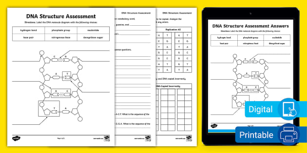 DNA Structure Worksheet Answers Resource Twinkl USA Worksheets DNA Structure Worksheet Answers Resource Twinkl USA Worksheets