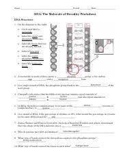 DNA Replication Lab - Name Period Date DNA: The Molecule of ...