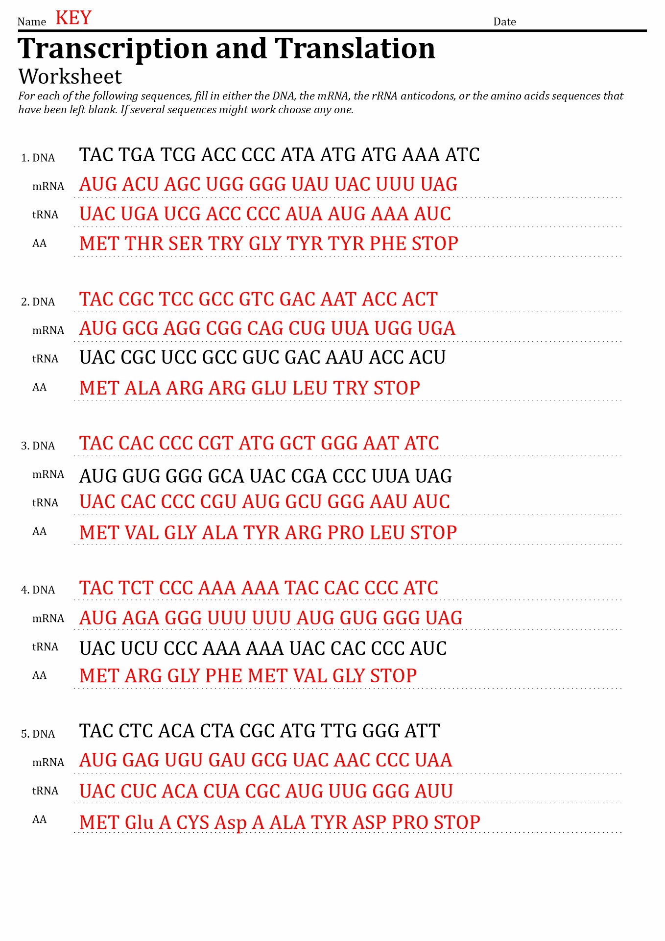 dna transcription and translation worksheet