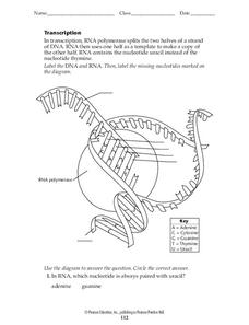 Transcription Worksheet for 9th - Higher Ed | Lesson Planet